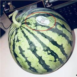 泰国网红吃瓜,趣味横生引网友热议